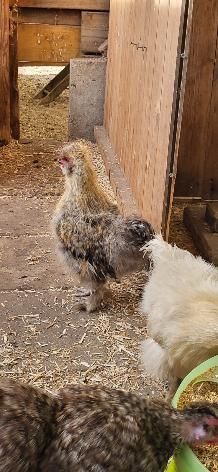 Koppel kriel zijdehoenders, Dieren en Toebehoren, Pluimvee, Mannelijk, Kip