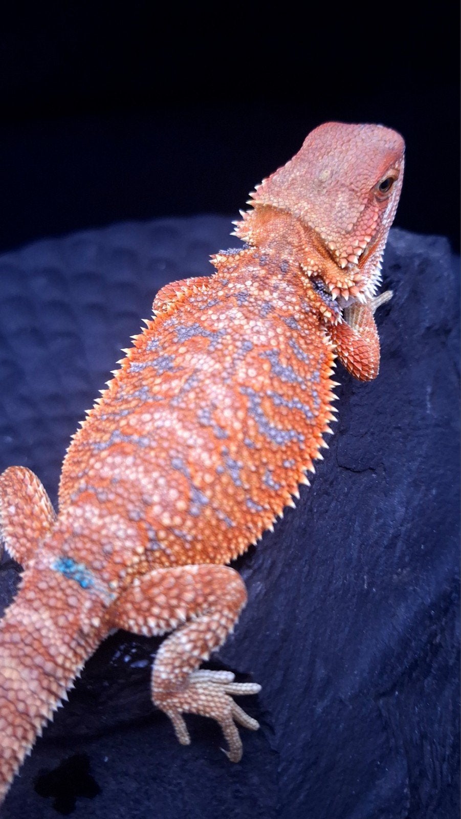 Orange Hypo Blue Bar Baardagaam Man 9 weken oud, Hagedis, 0 tot 2 jaar