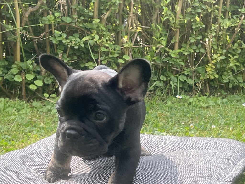 Franse Bull pup, Dieren en Toebehoren, Honden | Bulldogs, Pinschers en Molossers, 8 tot 15 weken, Parvo, Bulldog, Meerdere