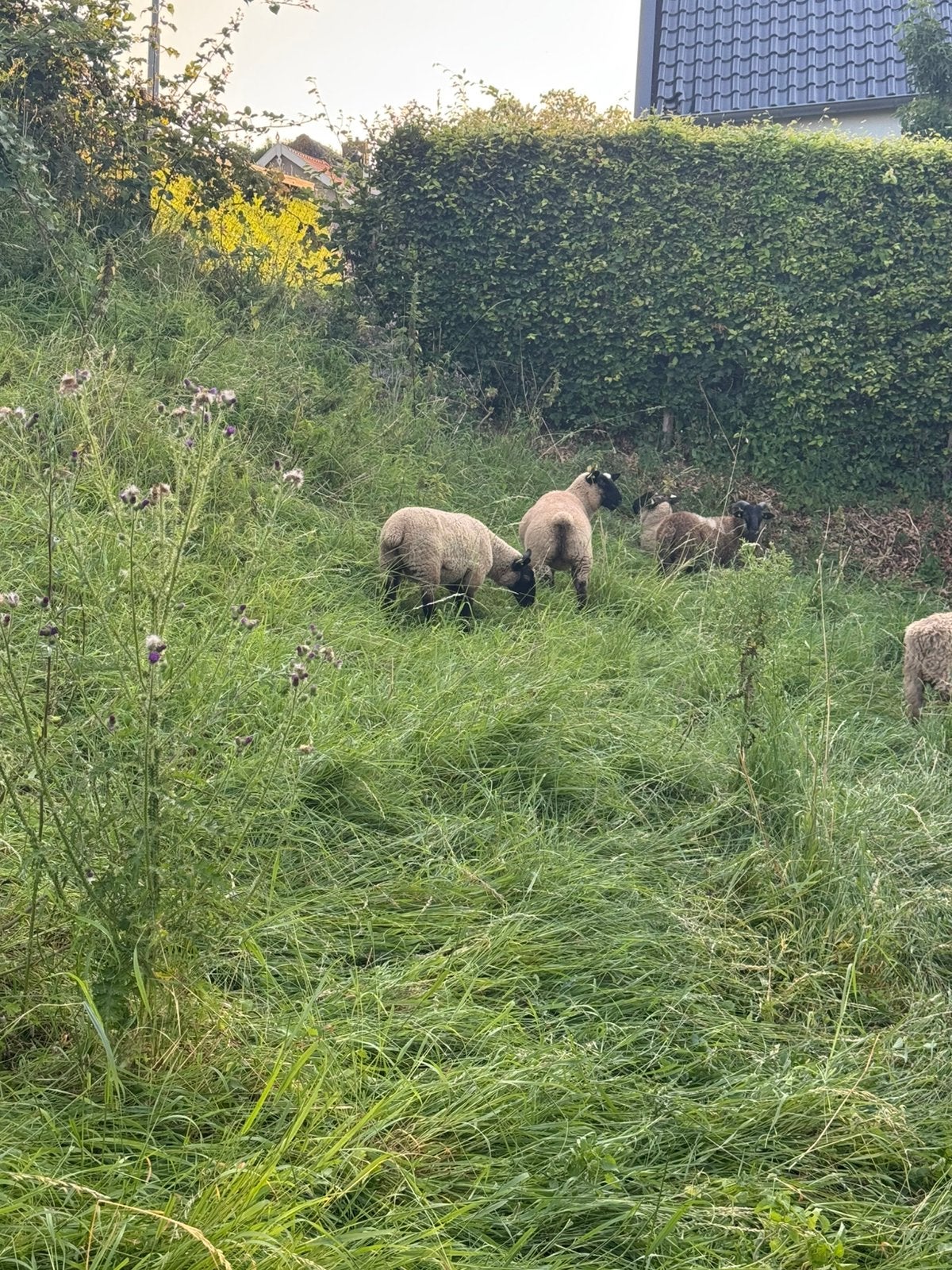 Suffolk ooien en rammen., Meerdere dieren, Schaap