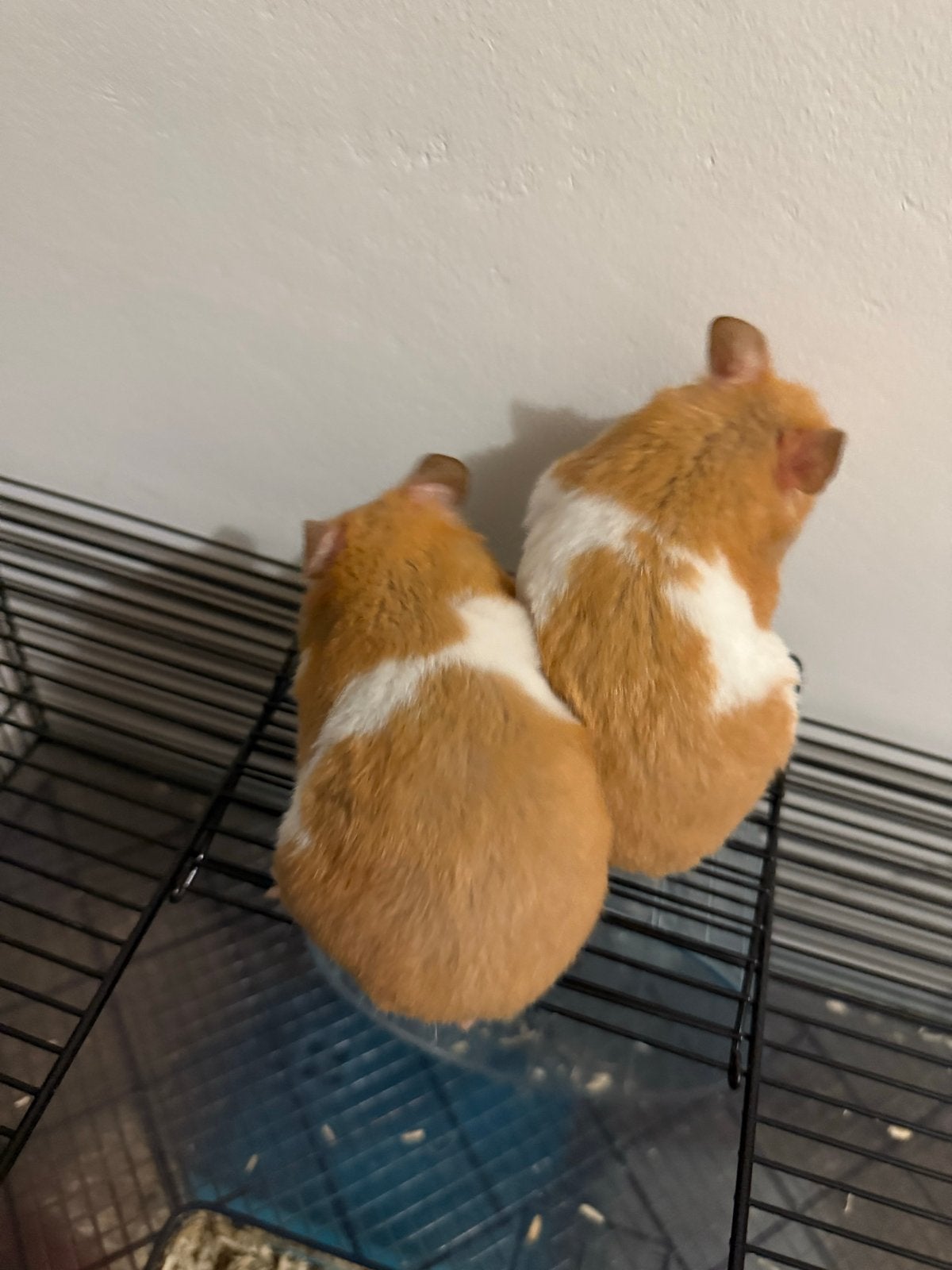 Twee hamsters gratis af te halen, Dieren en Toebehoren, Knaagdieren, Hamster, Januari, Meerdere dieren, Tam