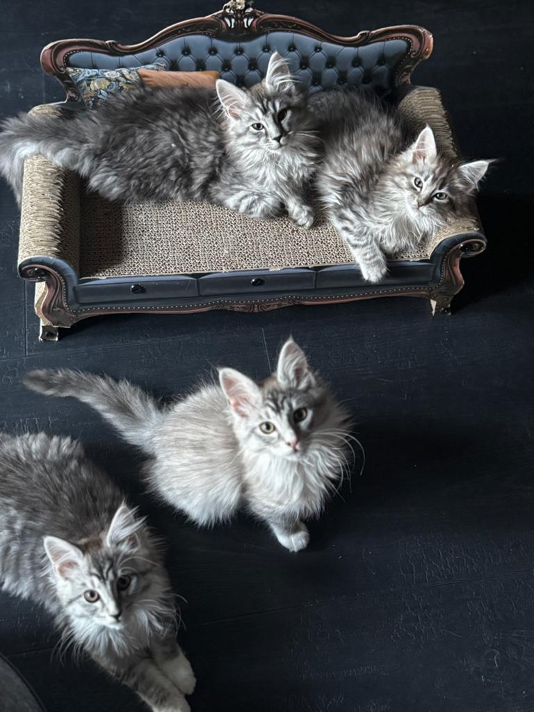 3 maine coon poesjes te koop 30 mei weg, Dieren en Toebehoren, Katten en Kittens | Raskatten | Langhaar, Meerdere dieren, Gechipt