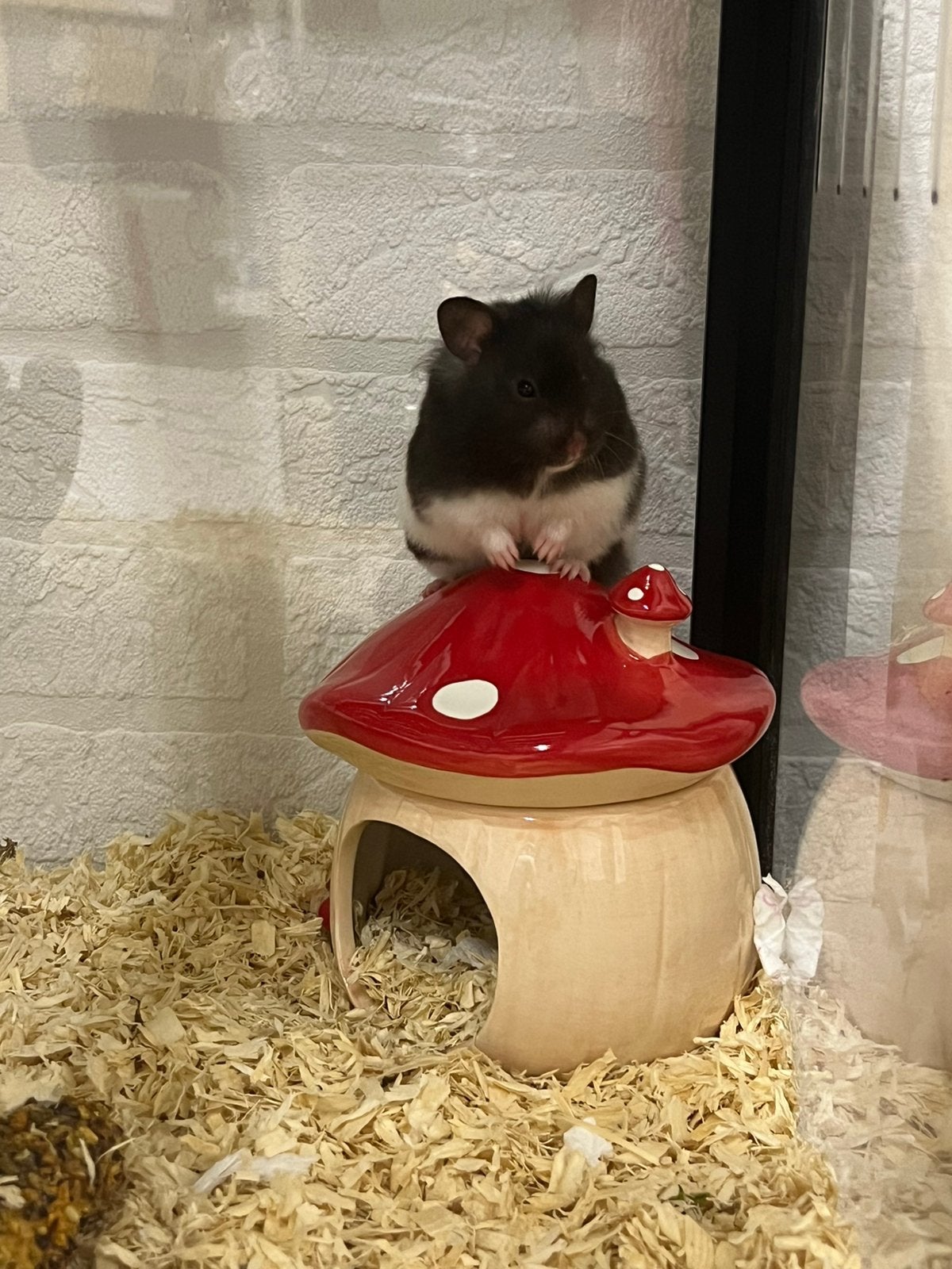 Syrische hamster Daisy, Dieren en Toebehoren, Mei, Vrouwelijk, Hamster