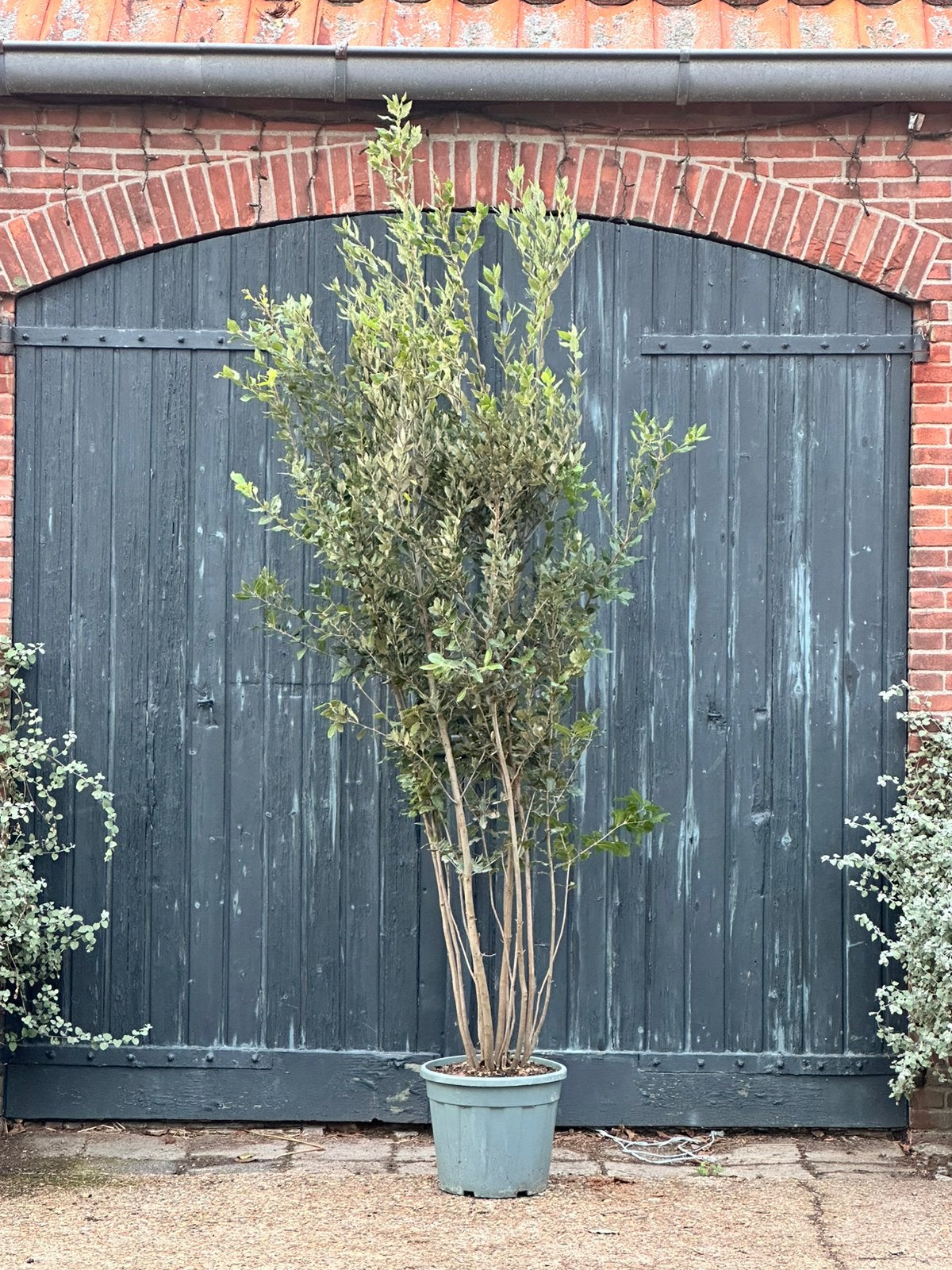 Meerstammige steeneik (quercus ilex) 2,5 m+, Ophalen, Bloeit niet, Halfschaduw, Overige soorten