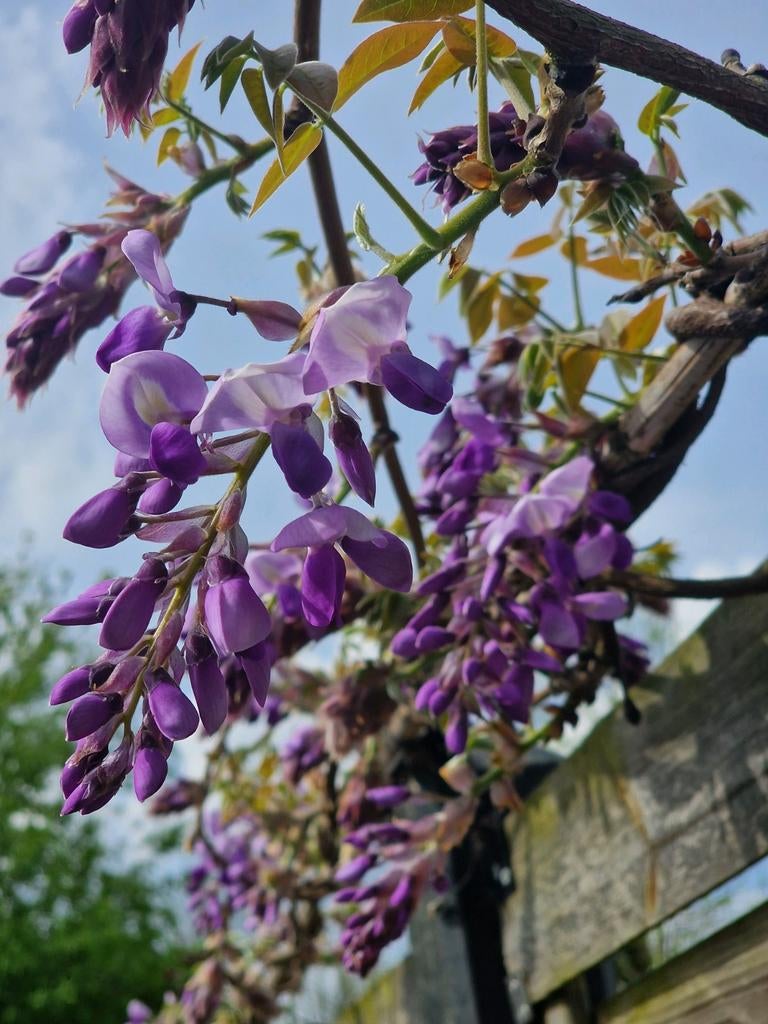 Nieuw BLAUWE REGEN ca. 2 M hoog, wisteria in pot. roze witte, Tuin en Terras, Planten | Bomen, Overige soorten, 100 tot 250 cm
