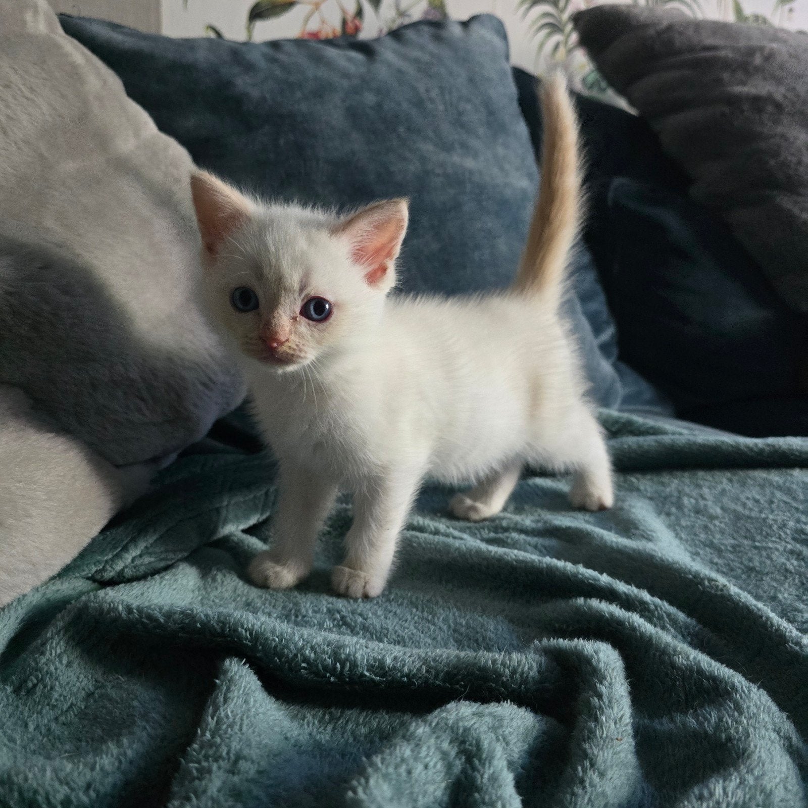 Kittens te koop mogen weg vanaf 3 augustus 2026, Dieren en Toebehoren, Katten en Kittens | Dekkaters