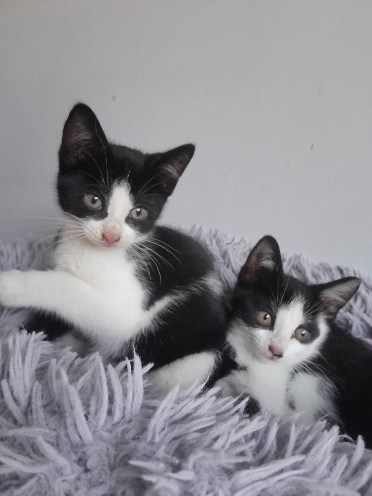 kittens(2 zusjes)te koop, Dieren en Toebehoren, Poes, 0 tot 2 jaar