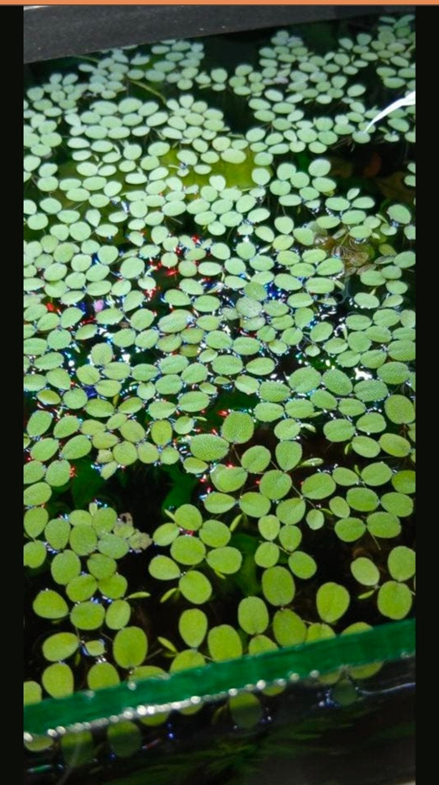 Drijfplanten aquarium, Ophalen, Nieuw, Plant(en), Steen of Hout