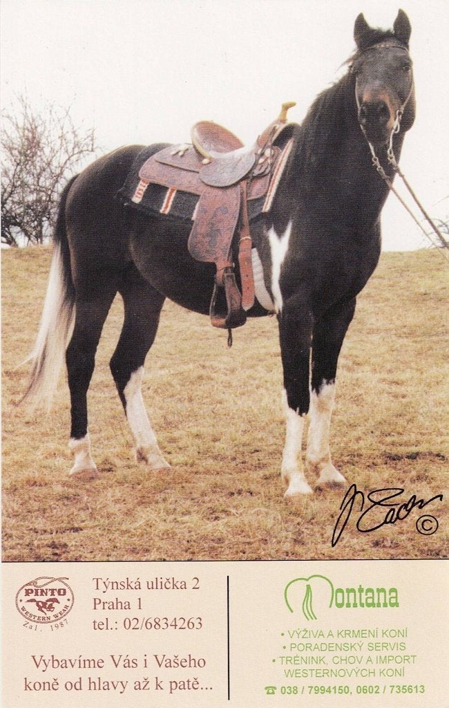 Plemenny hrebec Pinto 590, Verzamelen, Ophalen of Verzenden, 1980 tot heden, Ongelopen, Paard
