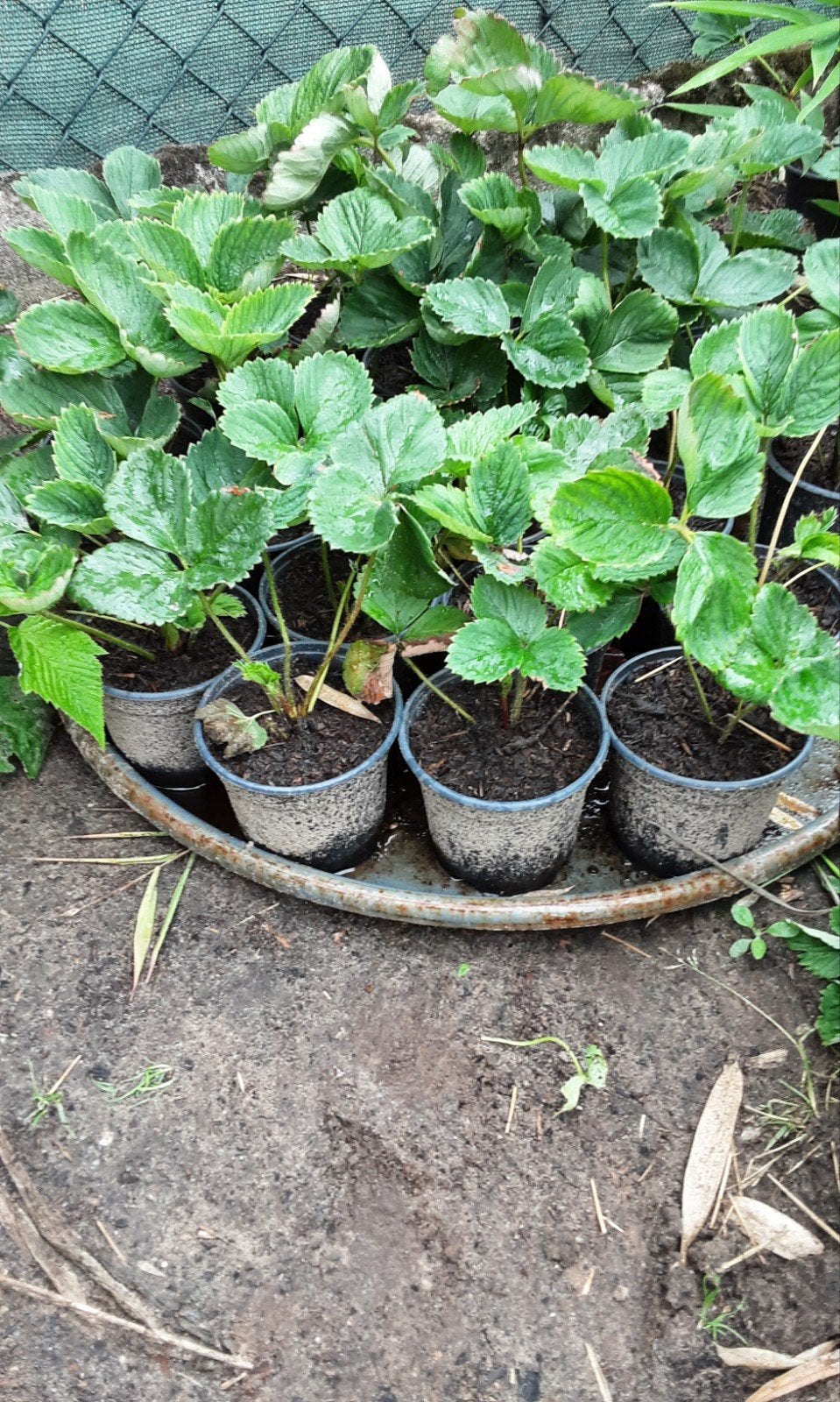 aardbeien planten, Ophalen of Verzenden, Volle zon