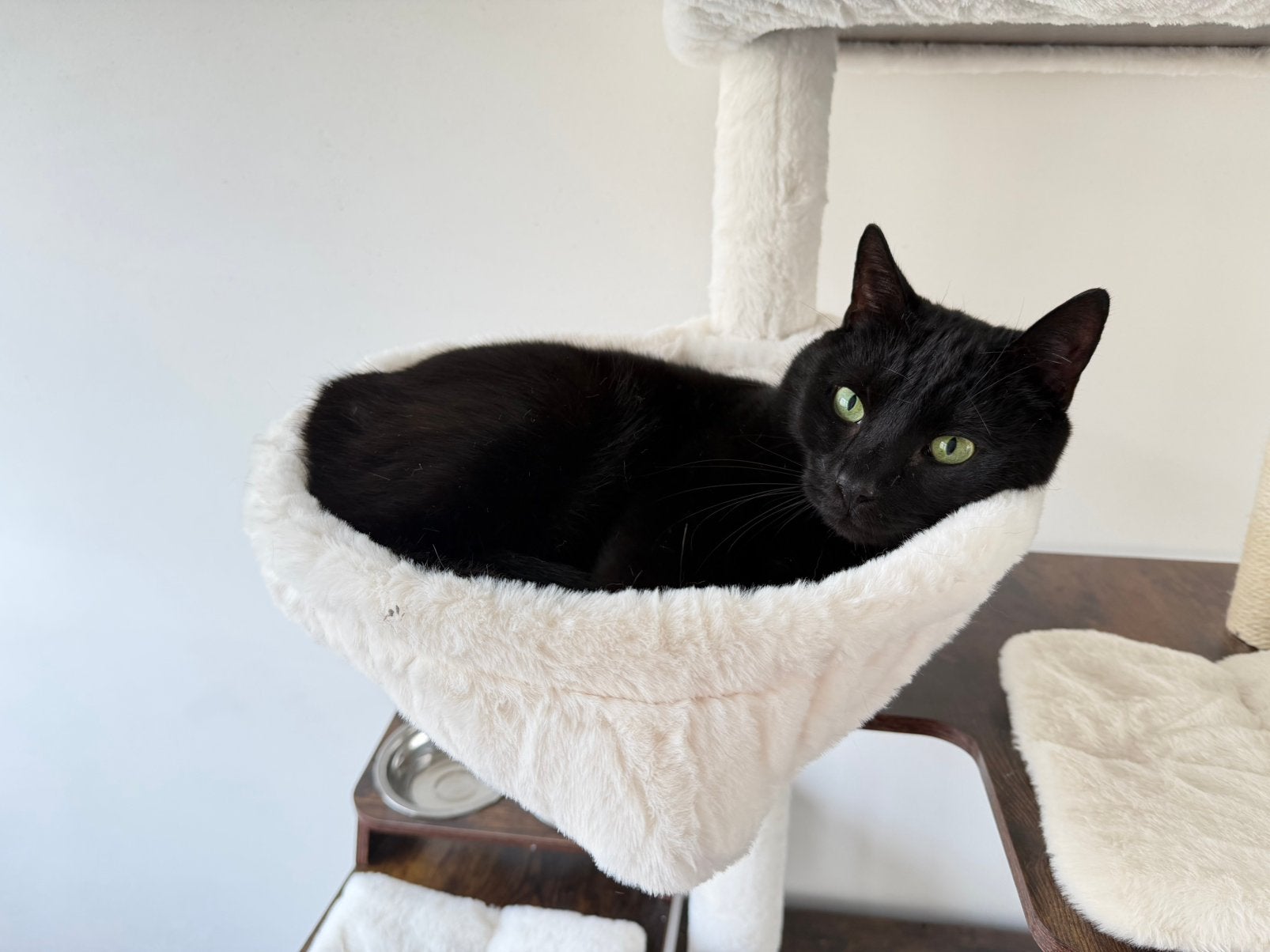 Mickey, Kater