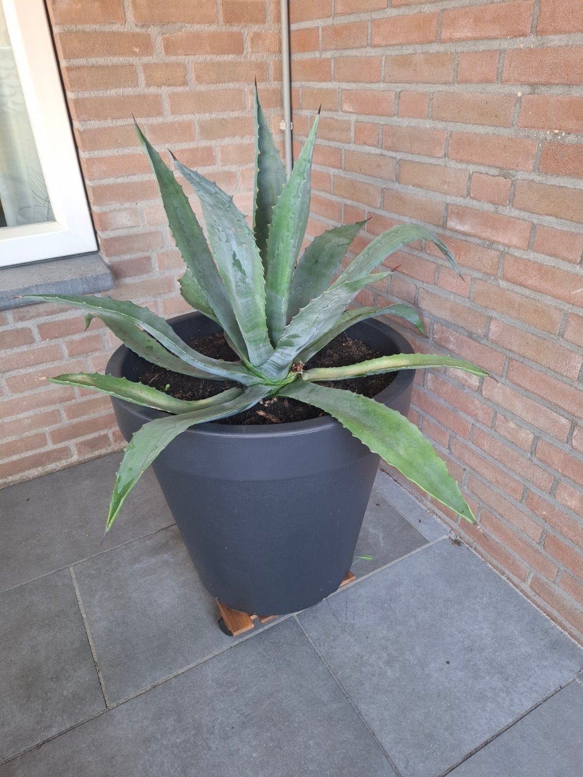 prachtige agave, Tuin en Terras, Ophalen, Bloeit niet, Overige soorten, Volle zon