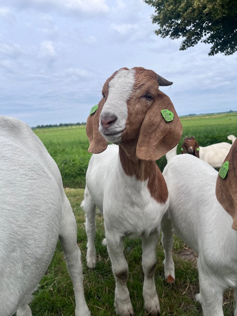 Boergeit bokje, Dieren en Toebehoren, Schapen, Geiten en Varkens, Mannelijk, Geit, 0 tot 2 jaar