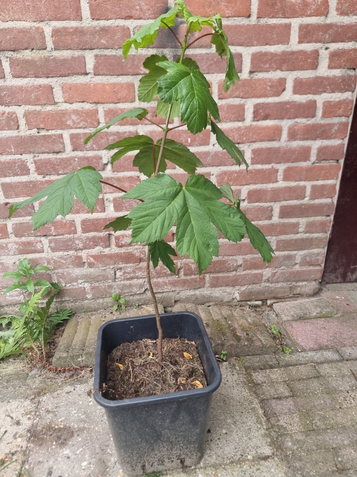 Europese esdoorn, Ophalen, Minder dan 100 cm, Overige soorten, Zomer