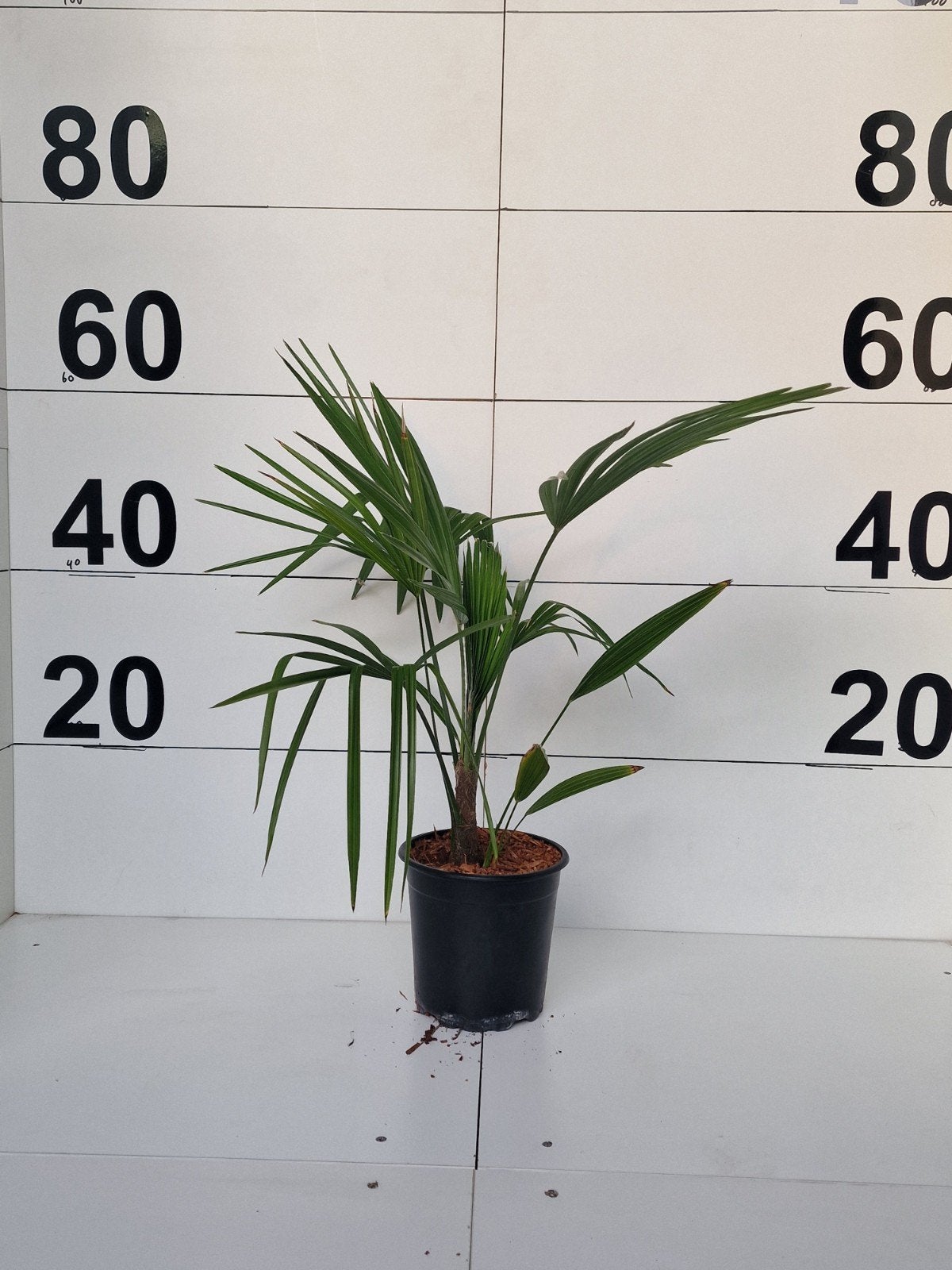 Trachycarpus princeps New form x princeps palm, Ophalen of Verzenden