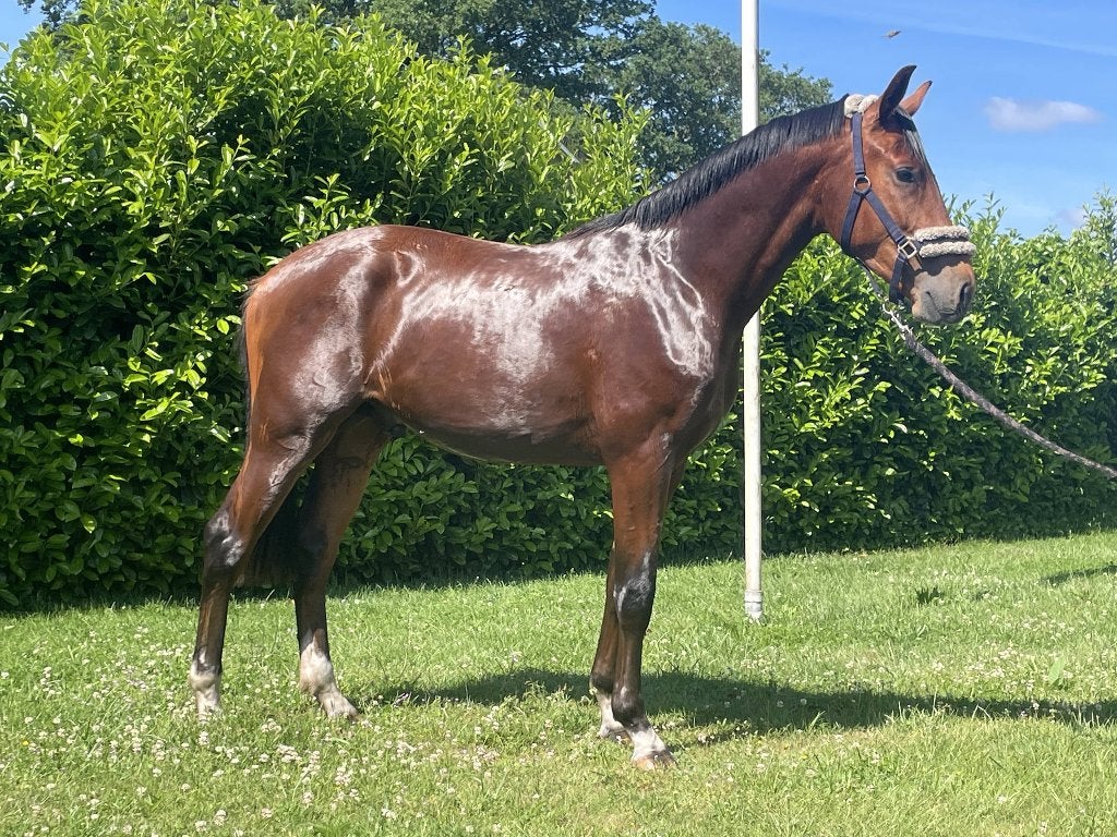 2 jarige dressuurpaard, Hengst, Dressuurpaard, 0 tot 2 jaar