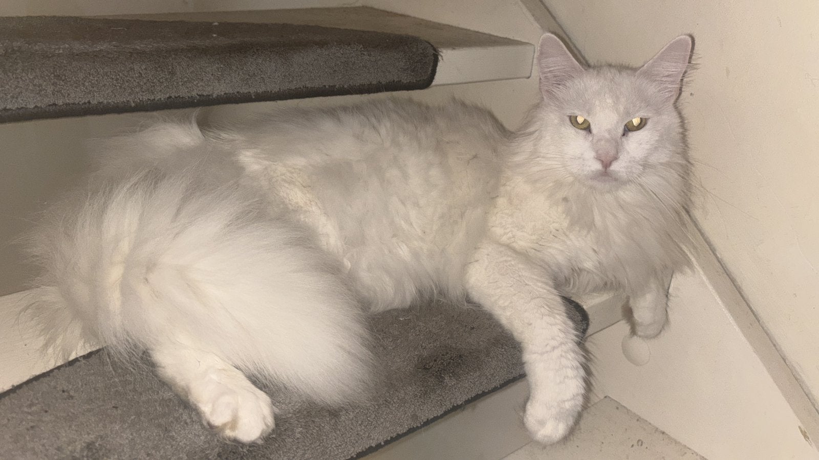 Simba – lieve witte Maine Coon zoekt een liefdevol thuis, Meerdere dieren, Ontwormd