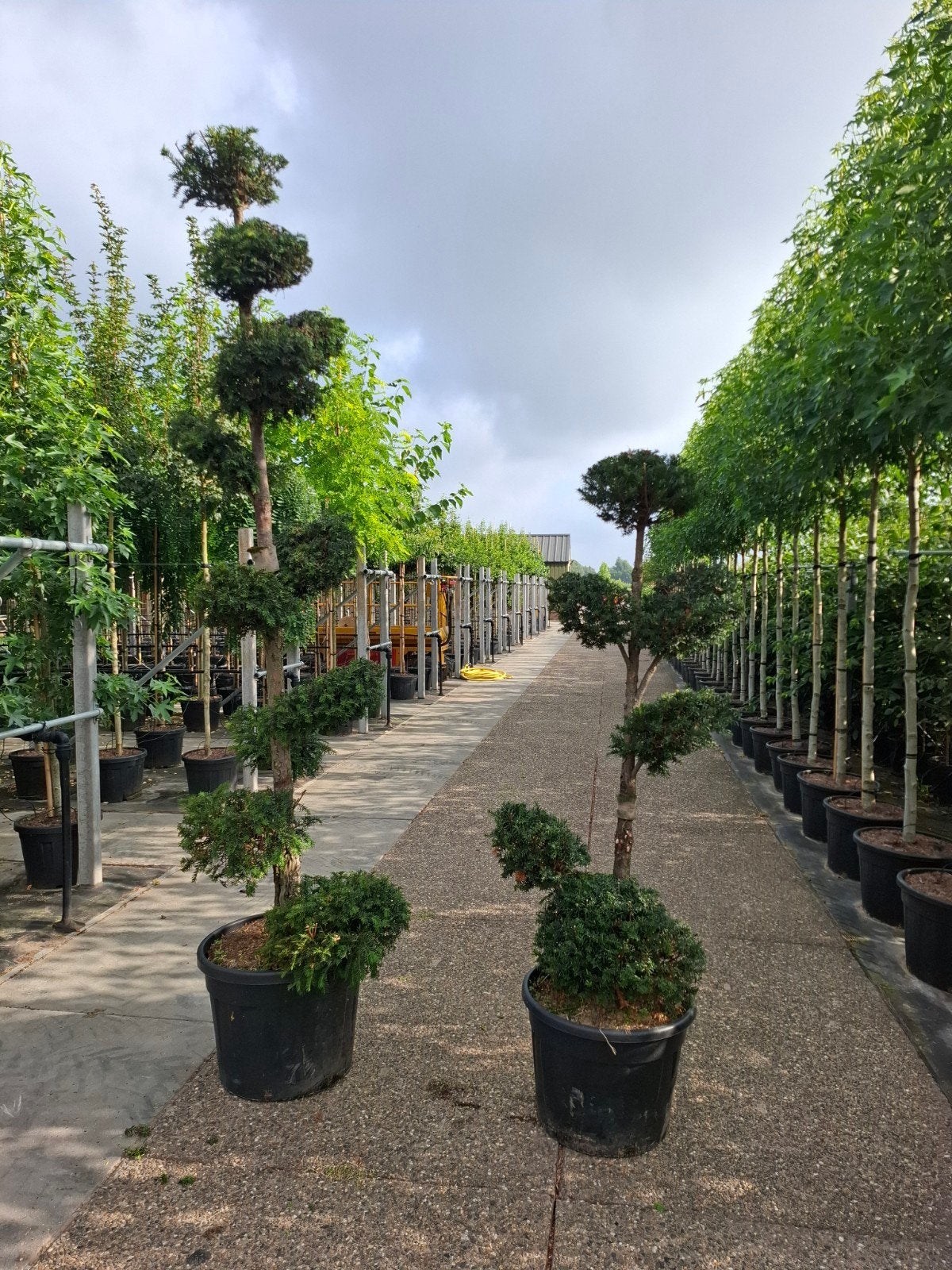 vormsnoei taxus baccata bonsai, Tuin en Terras, Overige soorten, Zomer, Ophalen, Volle zon