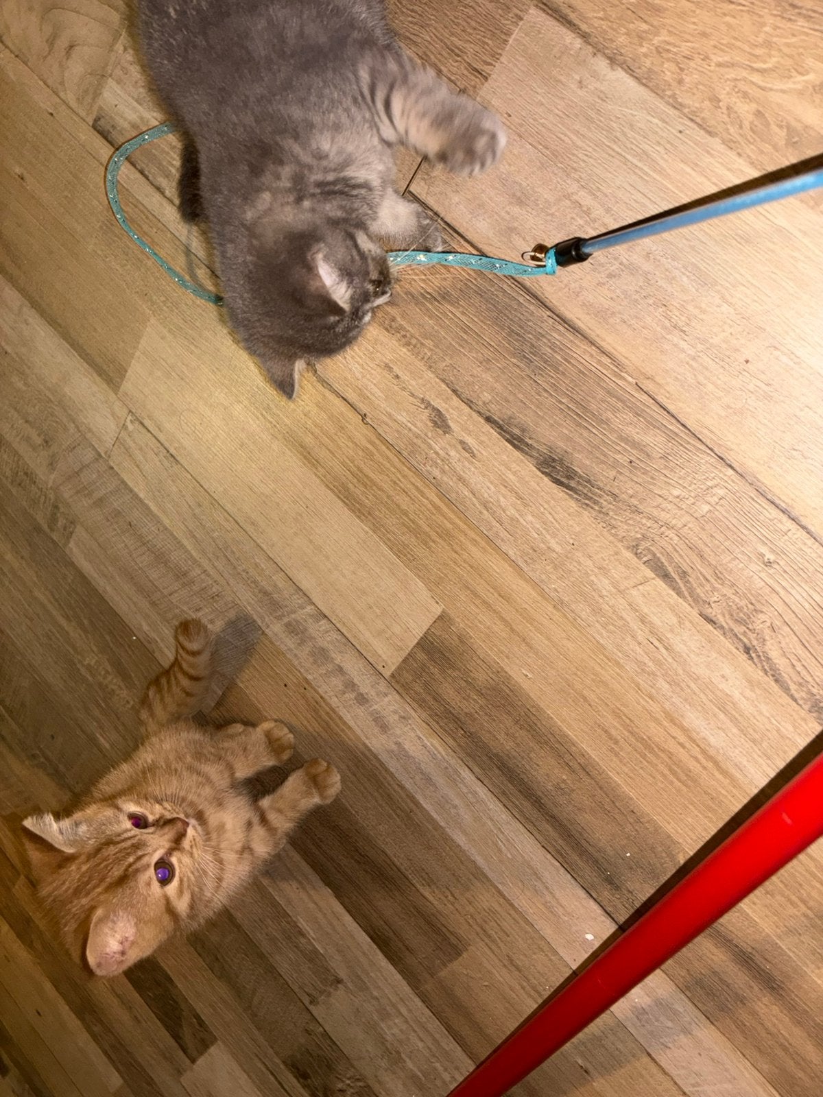 Kittens, Poes, Ontwormd, 0 tot 2 jaar