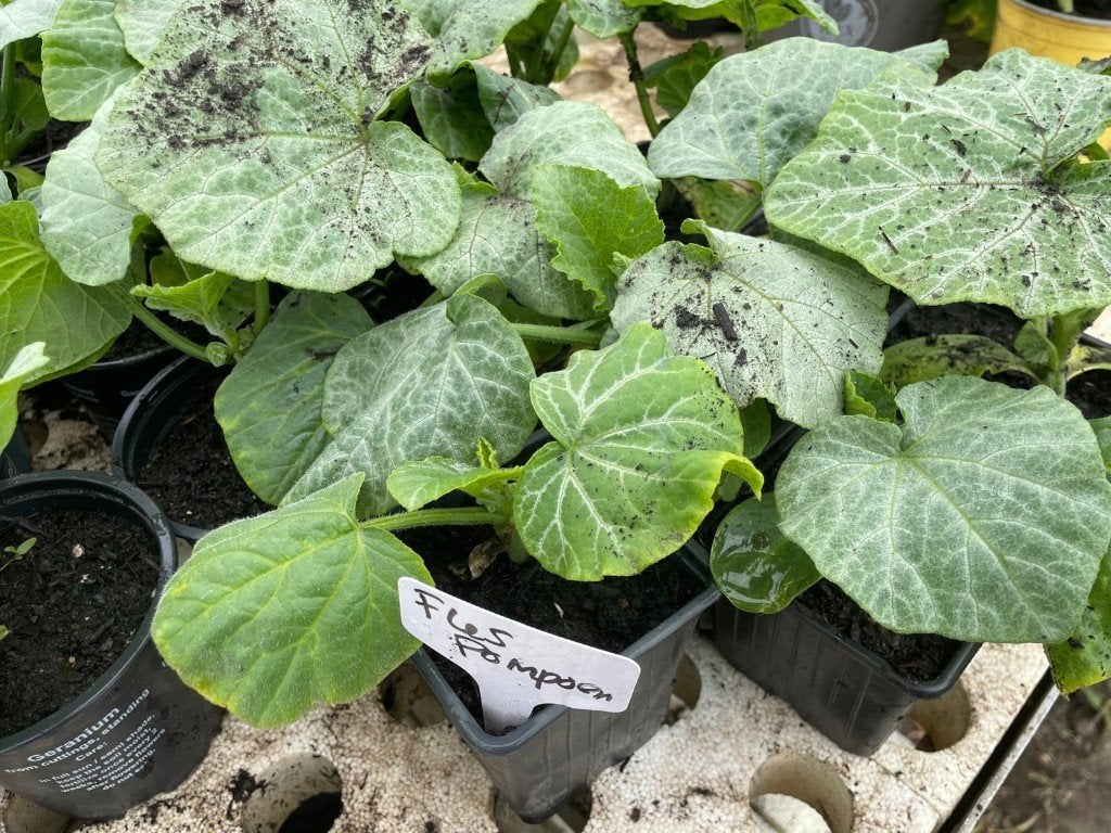 moestuinplantjes te koop, 1 euro per stuk, Ophalen, Overige soorten, Volle zon