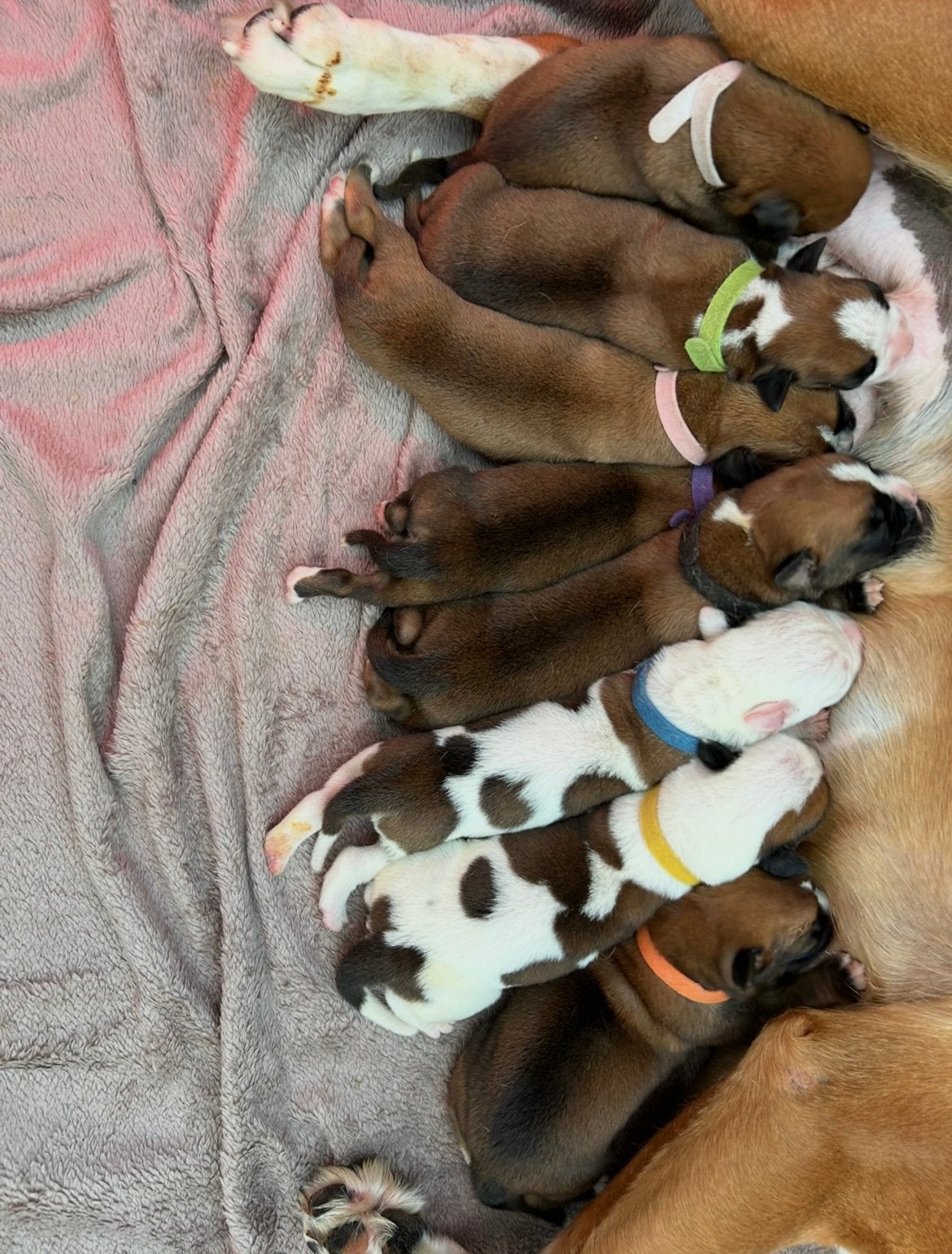10 unieke  huiselijke  boxer puppys !, Dieren en Toebehoren, Honden | Niet-rashonden, Parvo, België, Particulier, 8 tot 15 weken