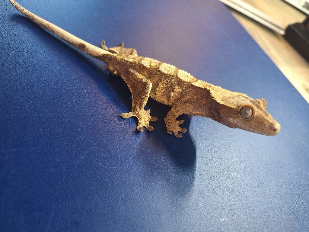Jonge wimpergekko – mannetje, Dieren en Toebehoren, Reptielen en Amfibieën, Hagedis, Tam, 0 tot 2 jaar