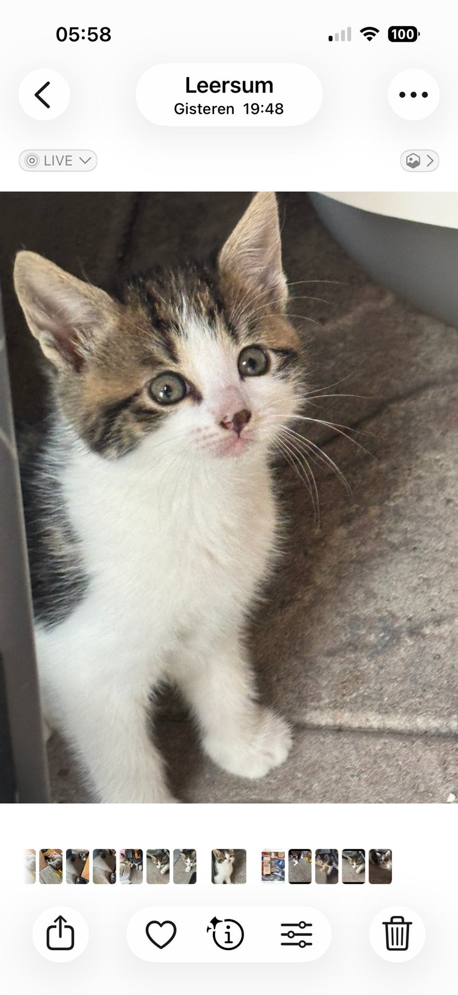 Boerderij kittens te koop, Poes