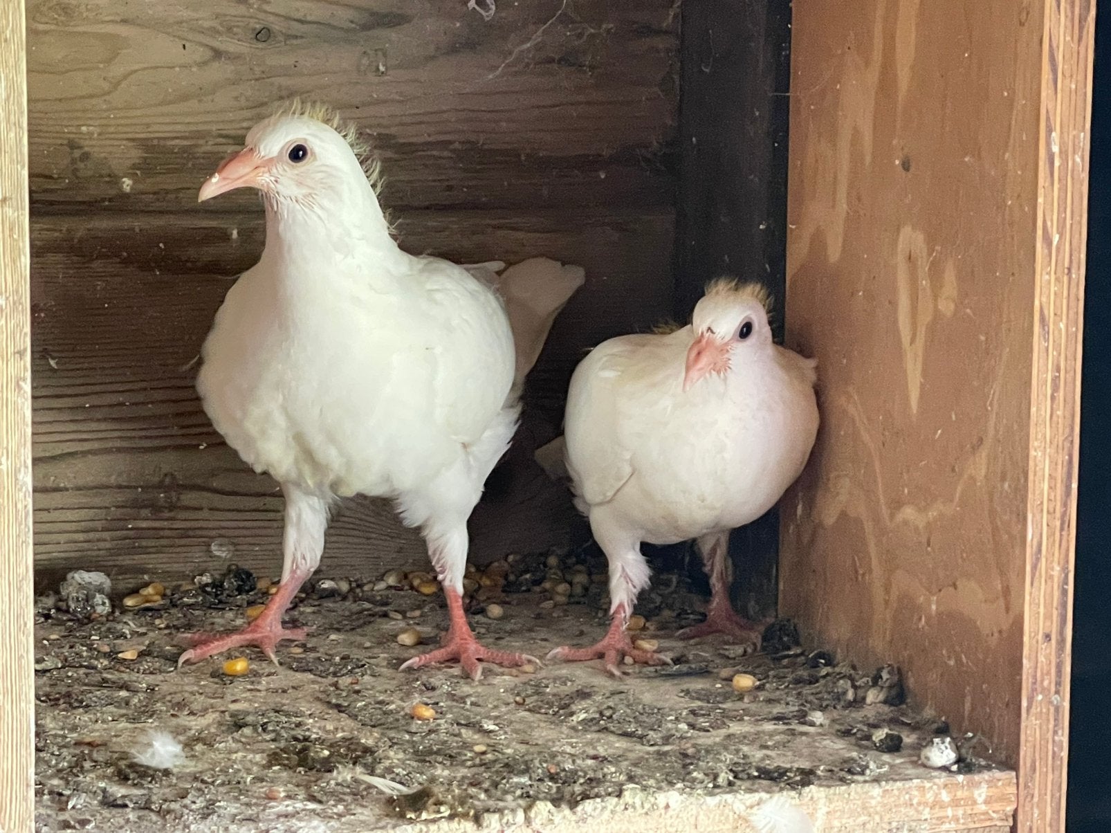 4 witte postduiven, piepers . €10 per stuk, Meerdere dieren, Overige soorten