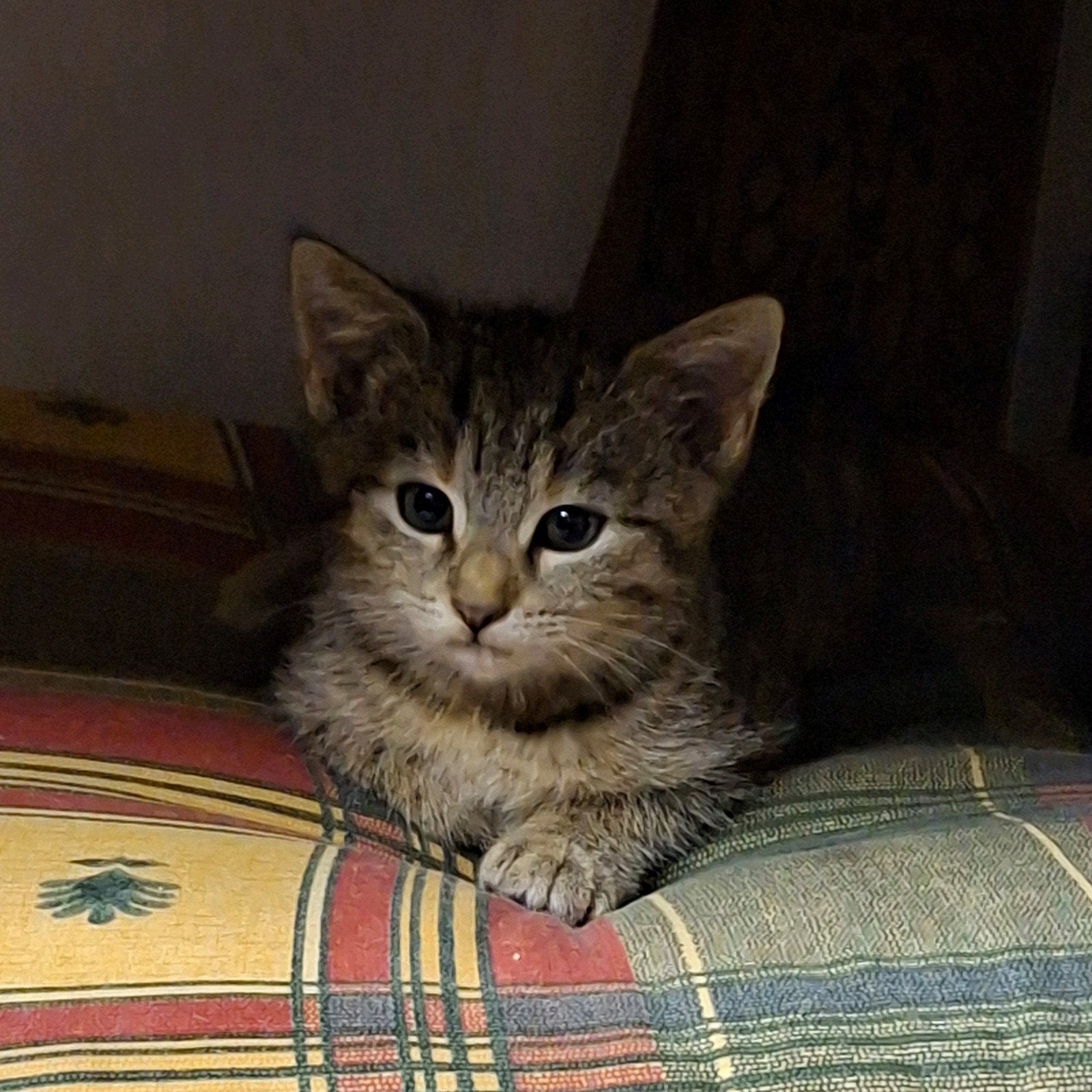 prachtige lieve kitten zindelijk,ontvlooid en ontwormt, Dieren en Toebehoren, Poes