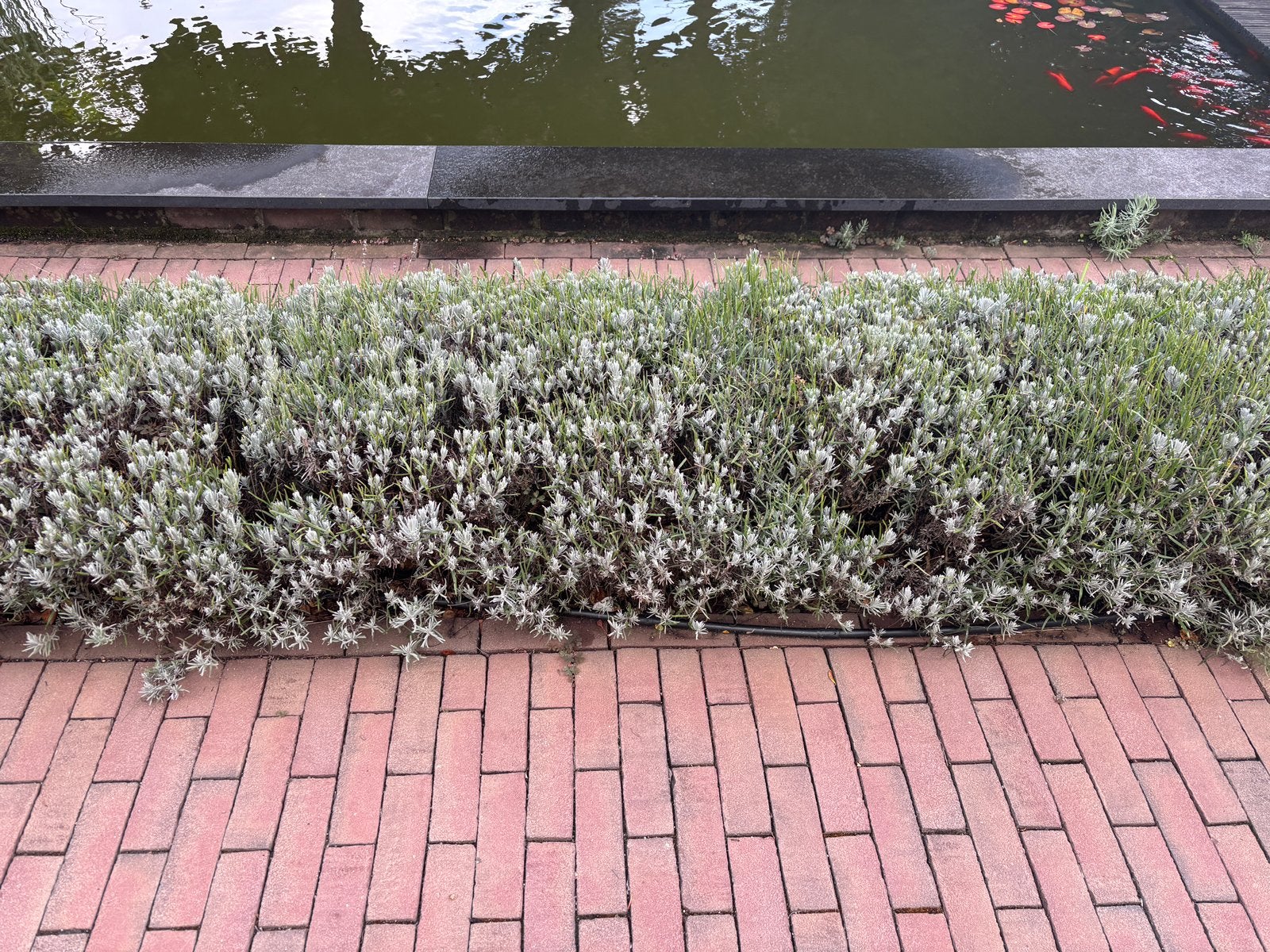 Lavendel haag 2 x 5 meter gratis zelf uitgraven, Ophalen, Liguster, Struik, 100 tot 250 cm