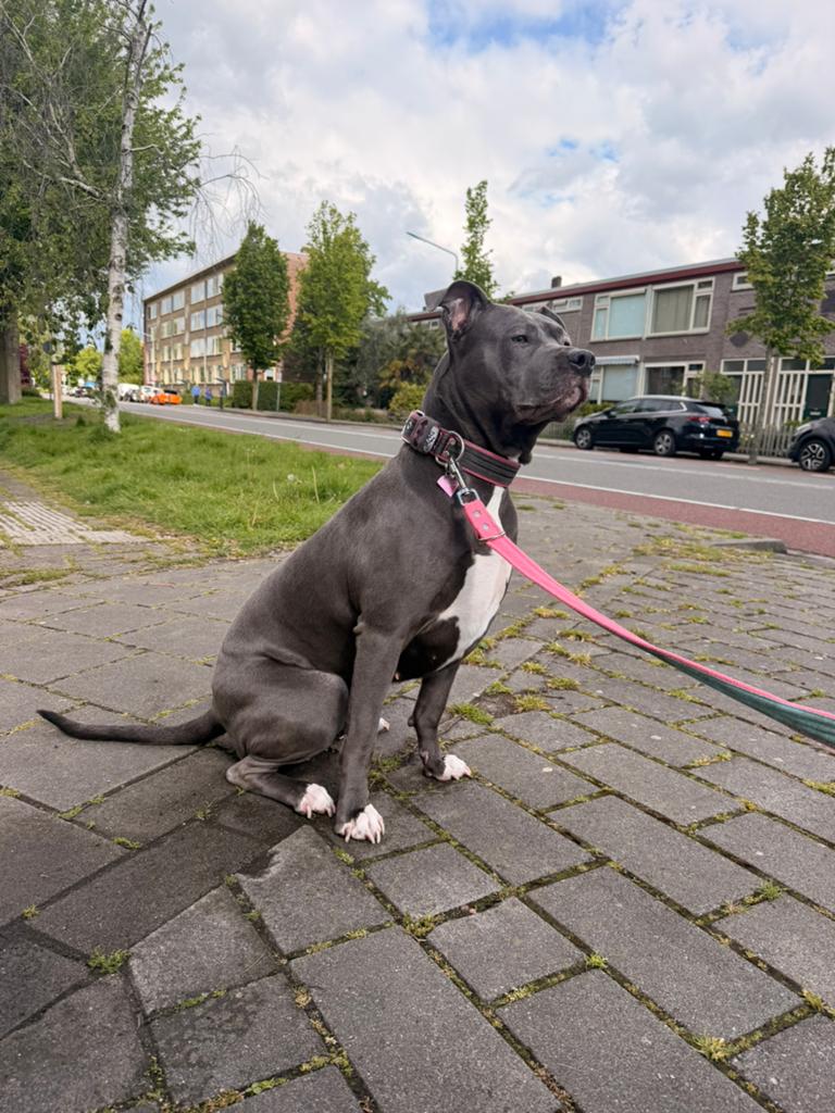 Amerikaanse stafford, Overige rassen, Teef, Parvo, Eén hond