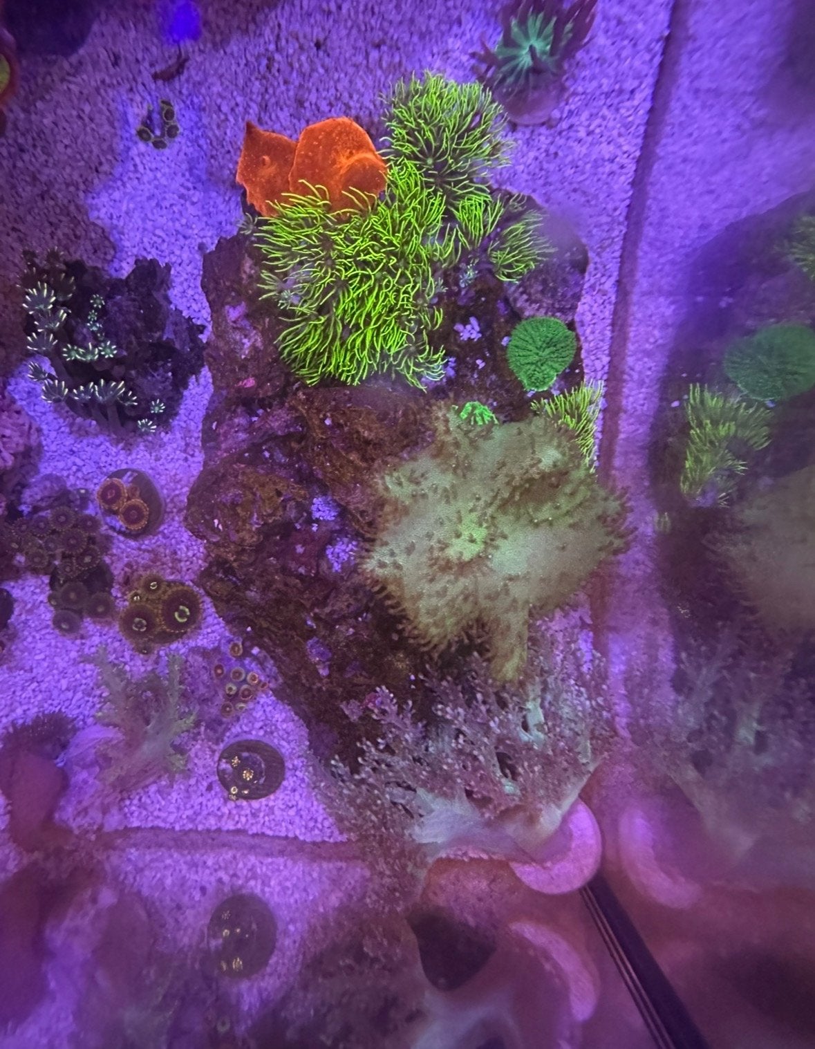 Te koop  mooi tuin – Complete koraalsteen met koralen