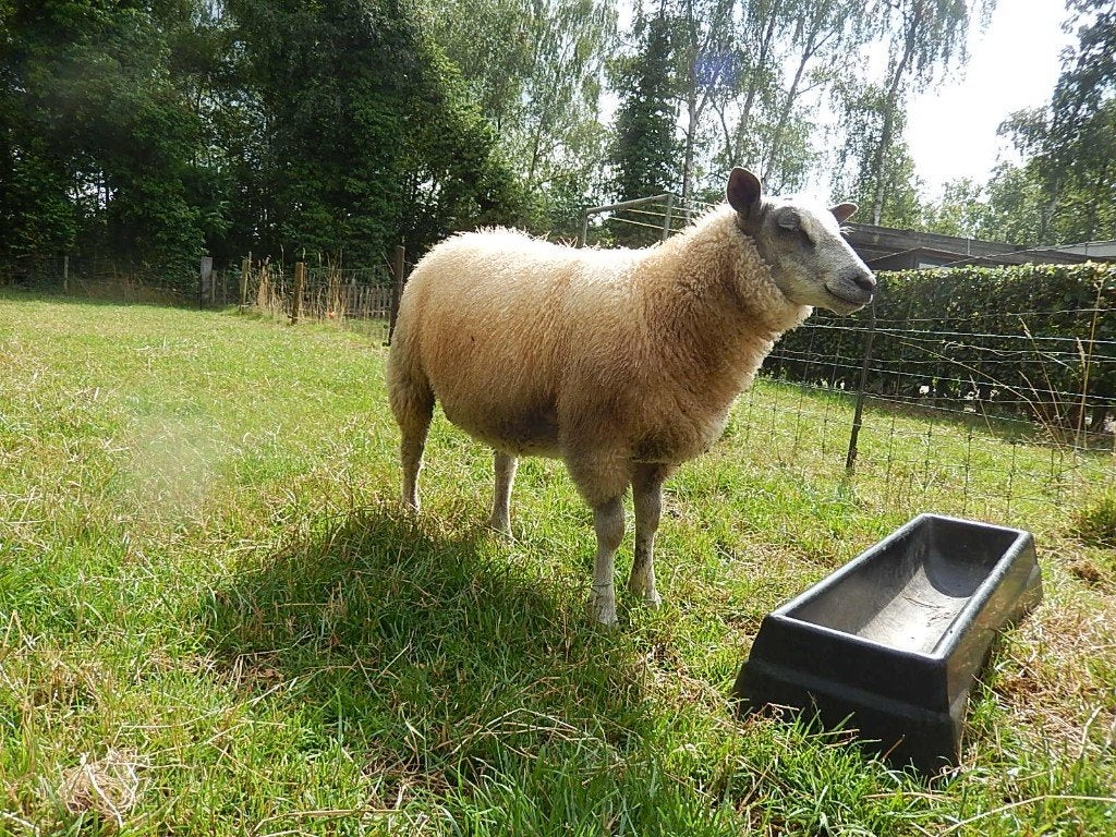 Blue de Maine x Texelaar ram, Dieren en Toebehoren, Mannelijk, Schaap, 0 tot 2 jaar