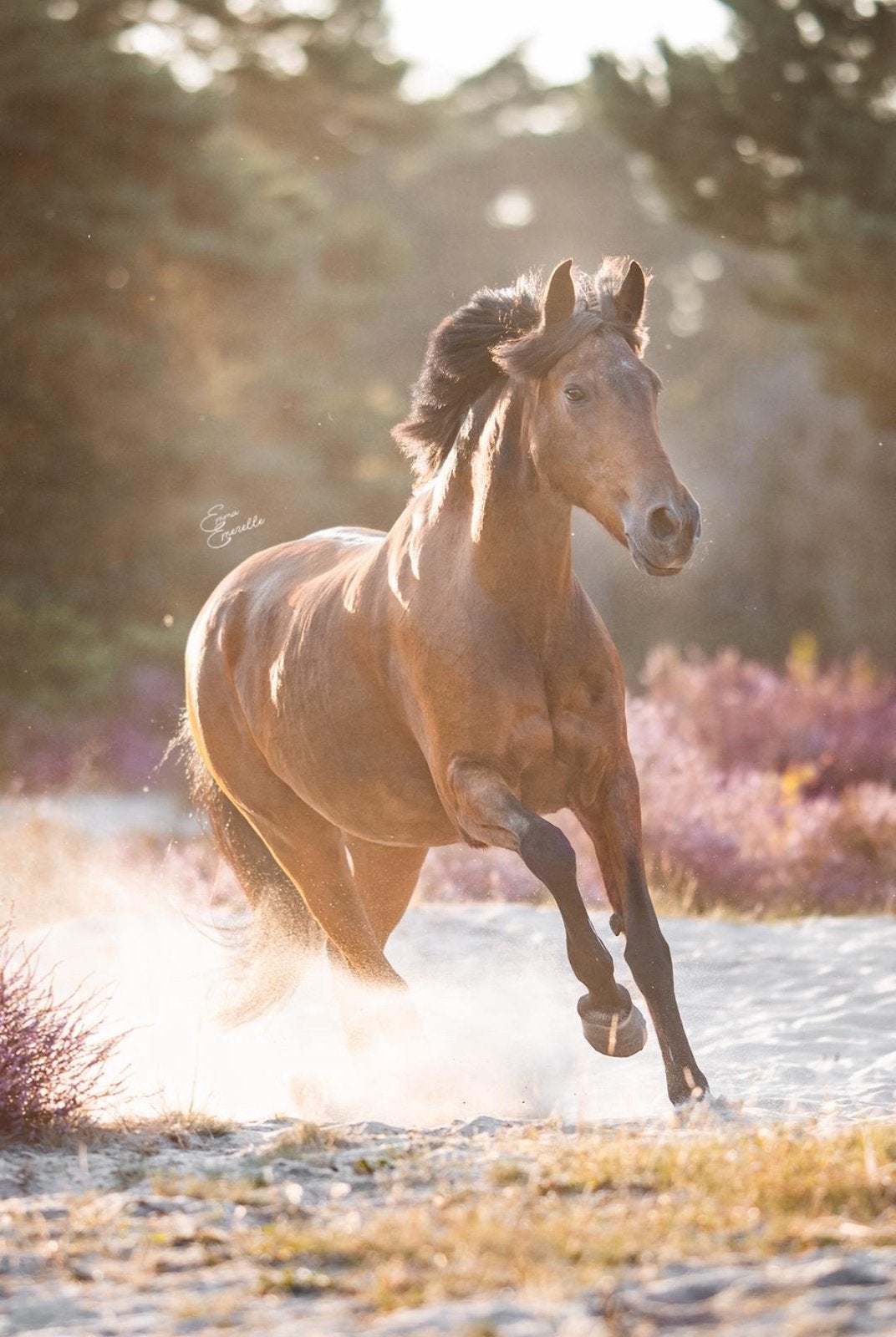 Super lieve E-pony te koop!, Dieren en Toebehoren, Merrie, 11 jaar of ouder
