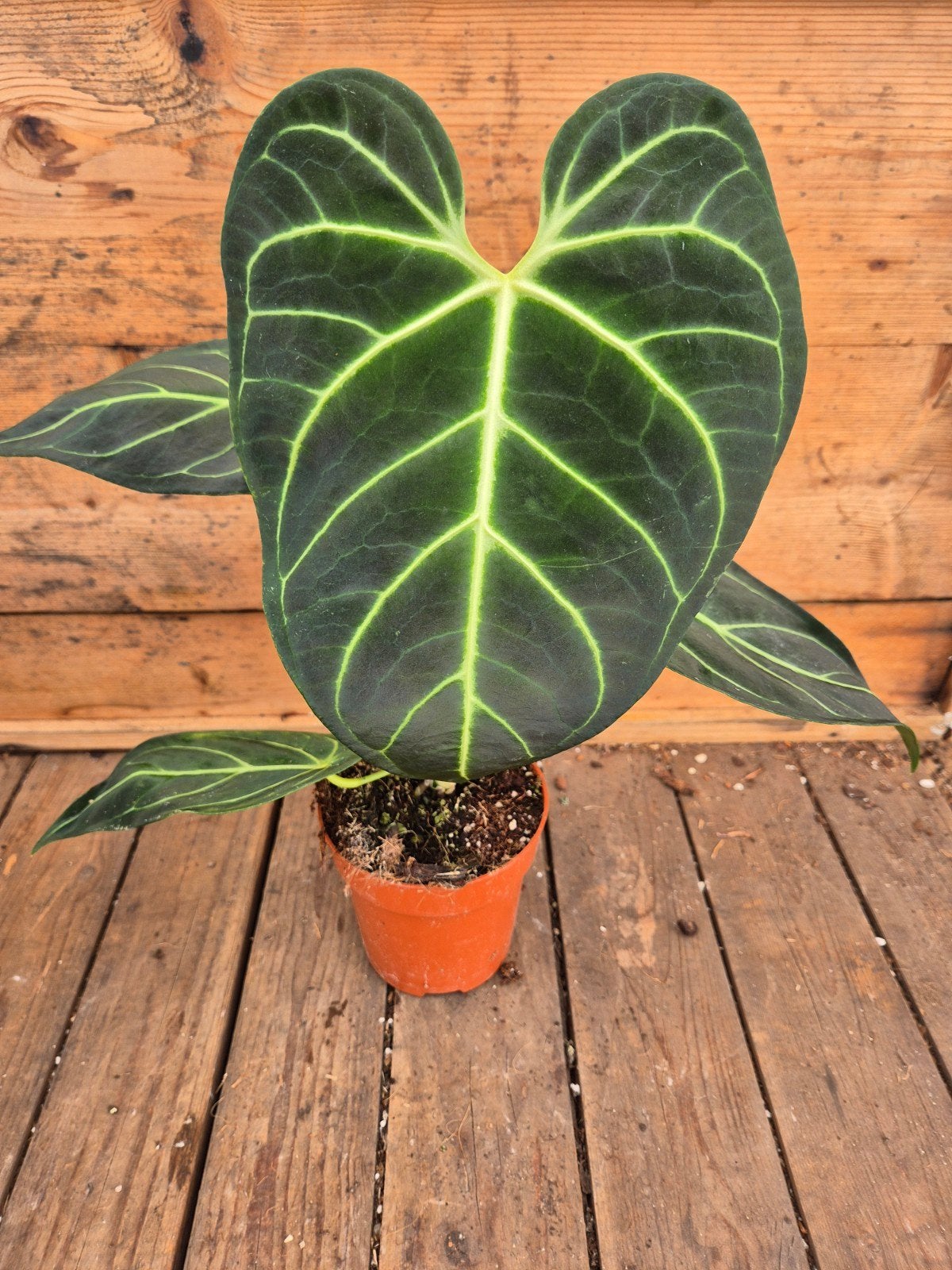 Anthurium Regale p12 (6), Huis en Inrichting, Ophalen of Verzenden, Halfschaduw, Minder dan 100 cm