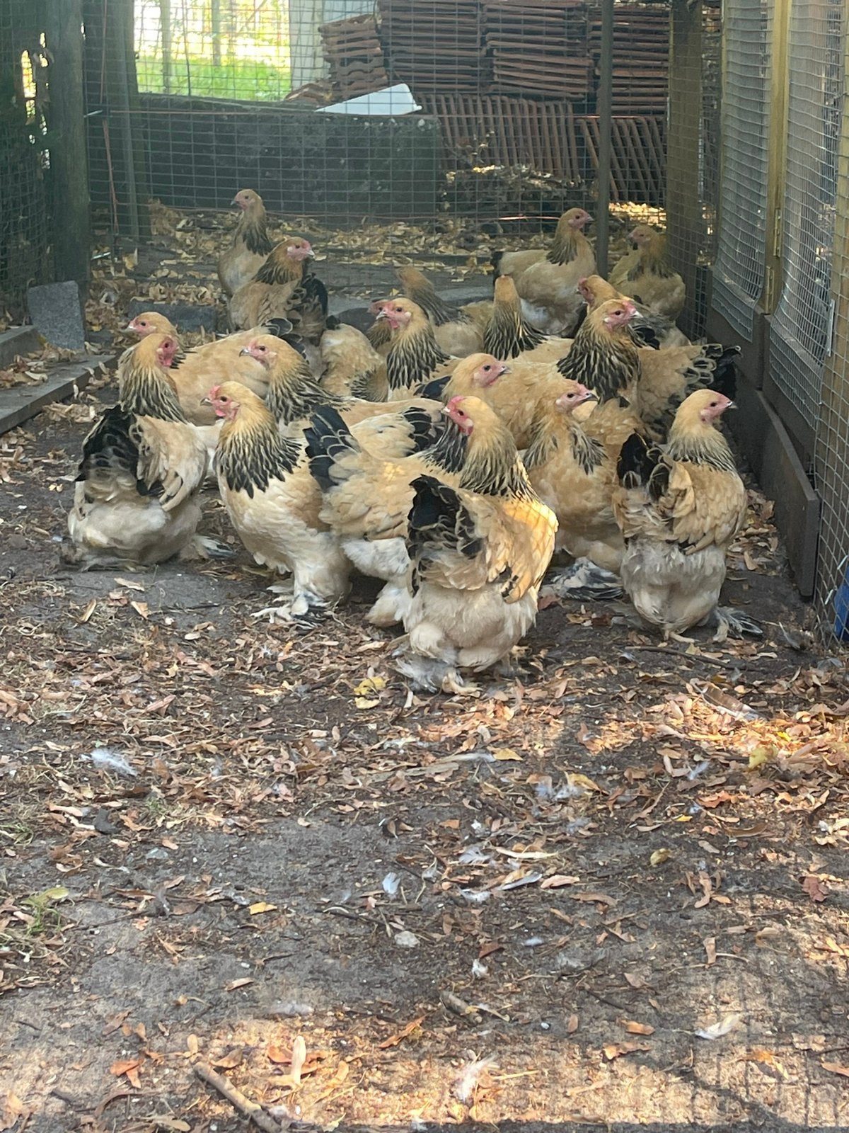 Brahma kriel hennen buff zwart columbia 2026, Dieren en Toebehoren, Pluimvee, Vrouwelijk, Kip