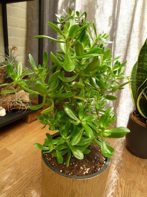 crassula, Ophalen of Verzenden, Volle zon, Minder dan 100 cm