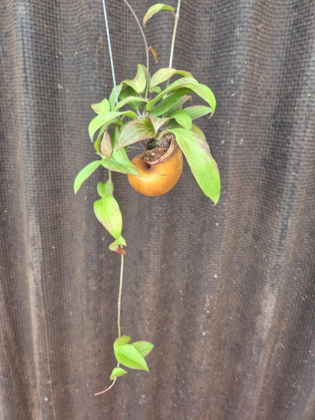 Hoya in Slakkenhuis (4)