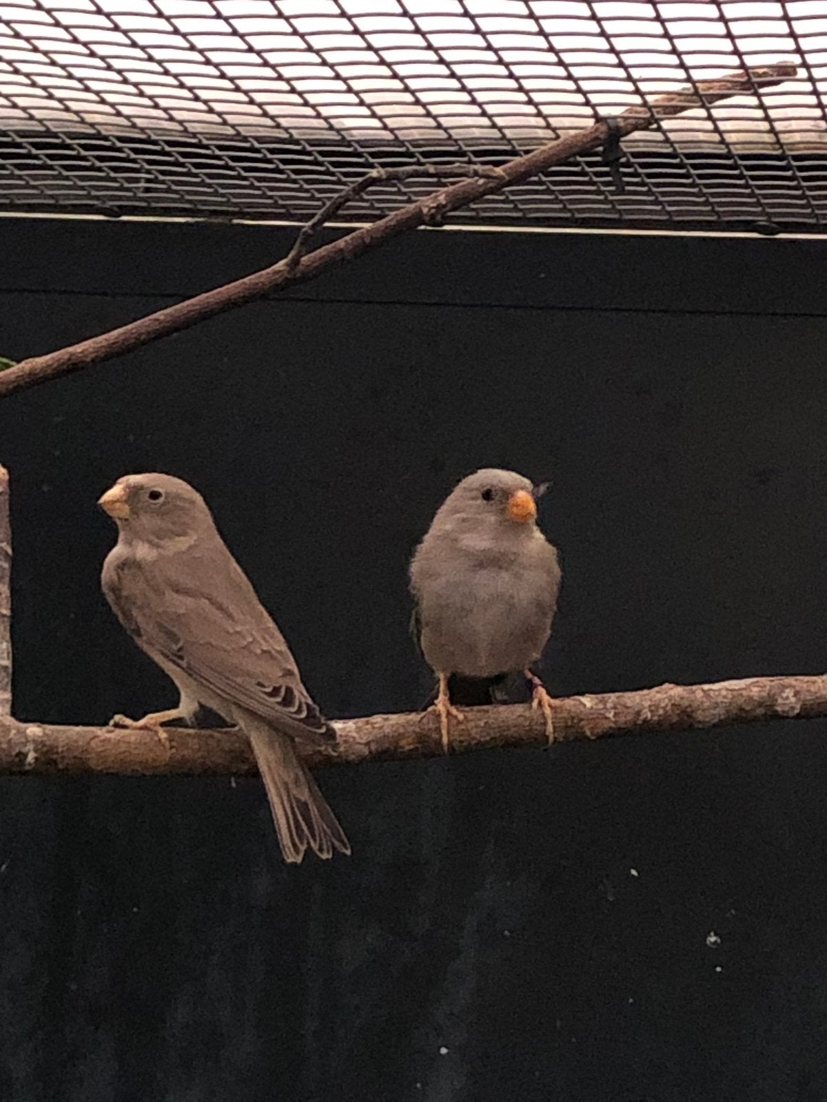 Te koop man Woestijnvink, Dieren en Toebehoren, Mannelijk, Wildzangvogel, Geringd