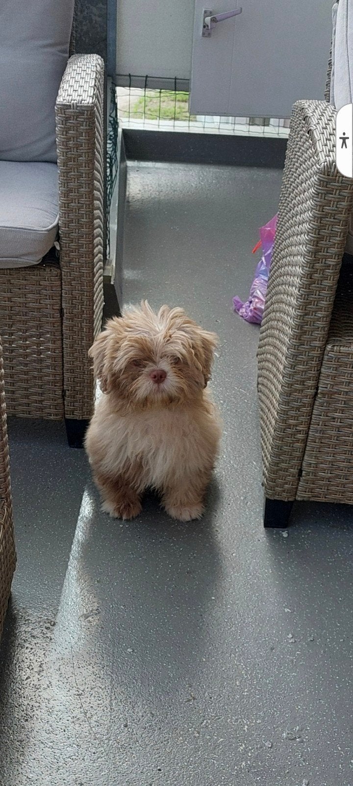 Choco merle shih tzu pup reutje, 15 weken tot 1 jaar, CDV (hondenziekte), Eén hond, Nederland