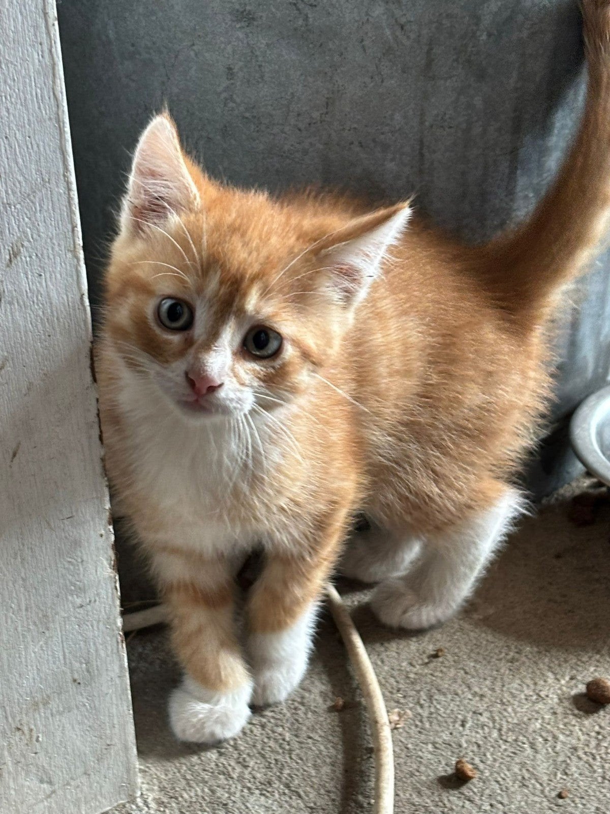 boerderij kittens te koop, Dieren en Toebehoren, Katten en Kittens | Raskatten | Langhaar, Meerdere dieren, Ontwormd, 0 tot 2 jaar