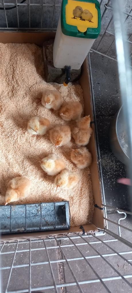 Kuikens New Hampshire, Dieren en Toebehoren, Geslacht onbekend, Kip