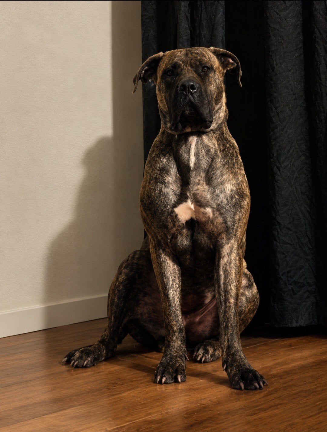 bullmastiff reu en boerboel teef
Ik heb 2 hele lieve, Overige rassen, Meerdere, Meerdere dieren, CDV (hondenziekte)