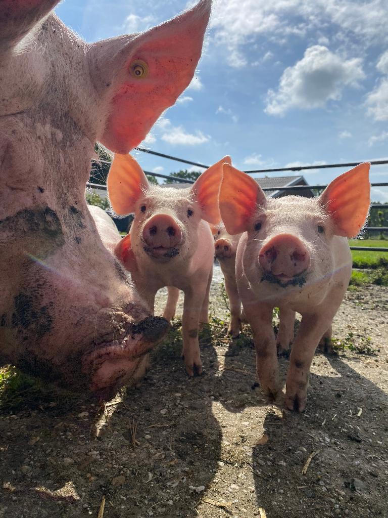 Prachtige Piétrain x Landras biggen te koop, Dieren en Toebehoren, Meerdere dieren, Varken, 0 tot 2 jaar