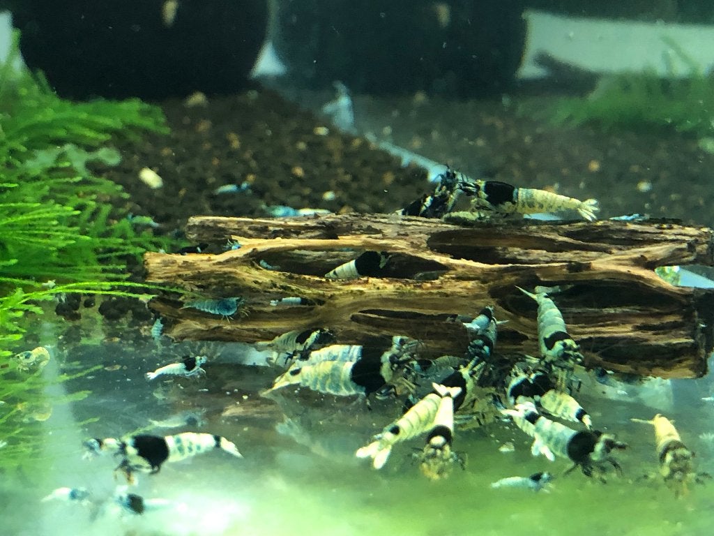 Blue Shadow Mosura garnalen, Dieren en Toebehoren, Vissen | Aquariumvissen, Kreeft, Krab of Garnaal, Zoetwatervis, Schoolvis