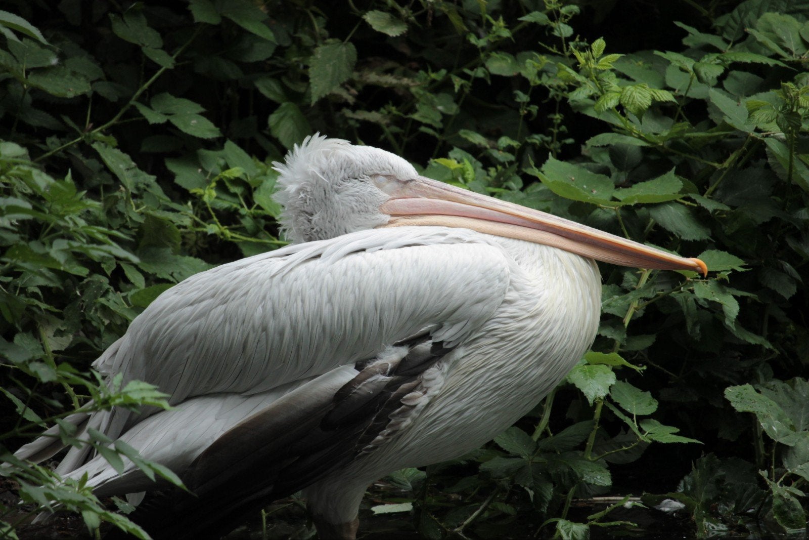 Hobby fotograaf aangeboden, Ophalen