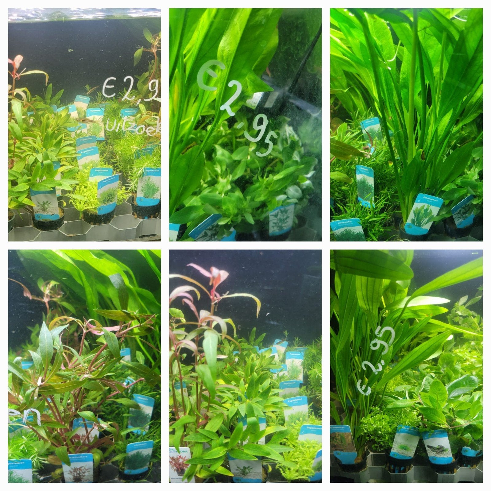 Hobbyaquarium planten duur ? uitzoeken geheel assortiment, Vis