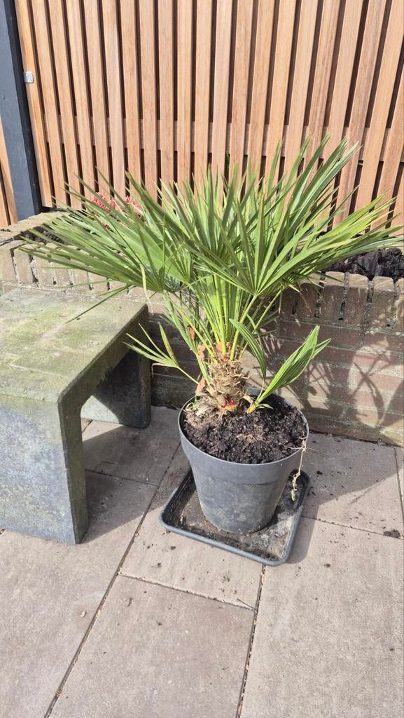 Chamaerops Humilis - Winterharde Dwergpalm, Ophalen of Verzenden