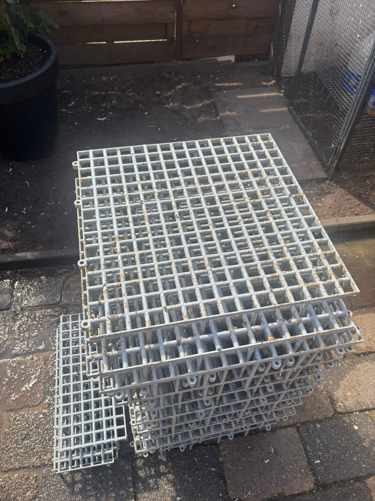 20x duiven roosters 50x50, Dieren en Toebehoren, Meerdere dieren, Postduif