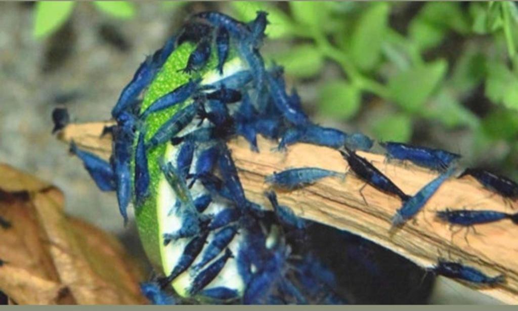 Blauwe garnalen, Kreeft, Krab of Garnaal